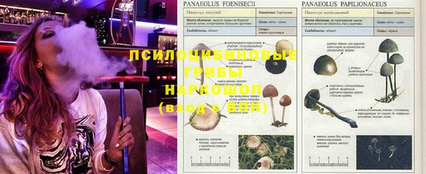 гидра Алзамай